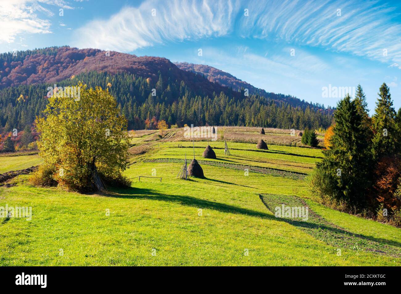 carpathian rural landscape in autumn. beautiful countryside scenery on a sunny day. haystacks on the green fields rolling through hills. trees in fall Stock Photo