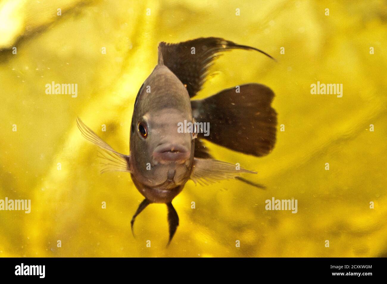 flower horn male African cichlid fish aquarium Stock Photo