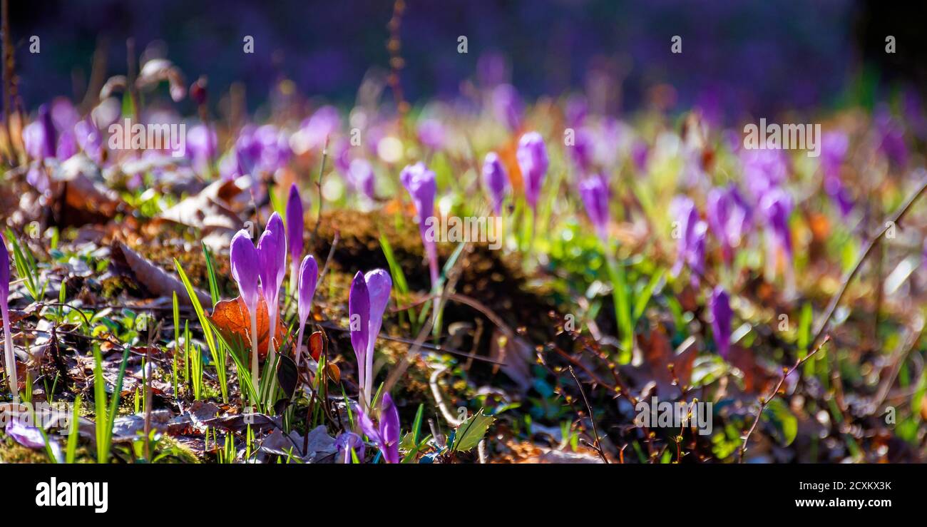 Spring forest flowers hi-res stock photography and images - Alamy