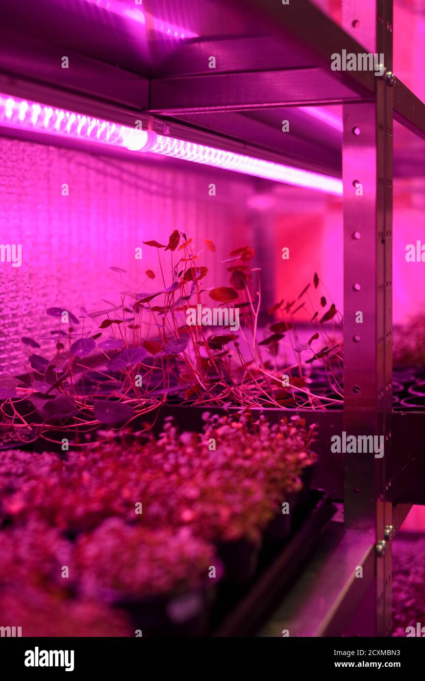 Indoor farm for growing microgreens. Sprouting vegetable plants from