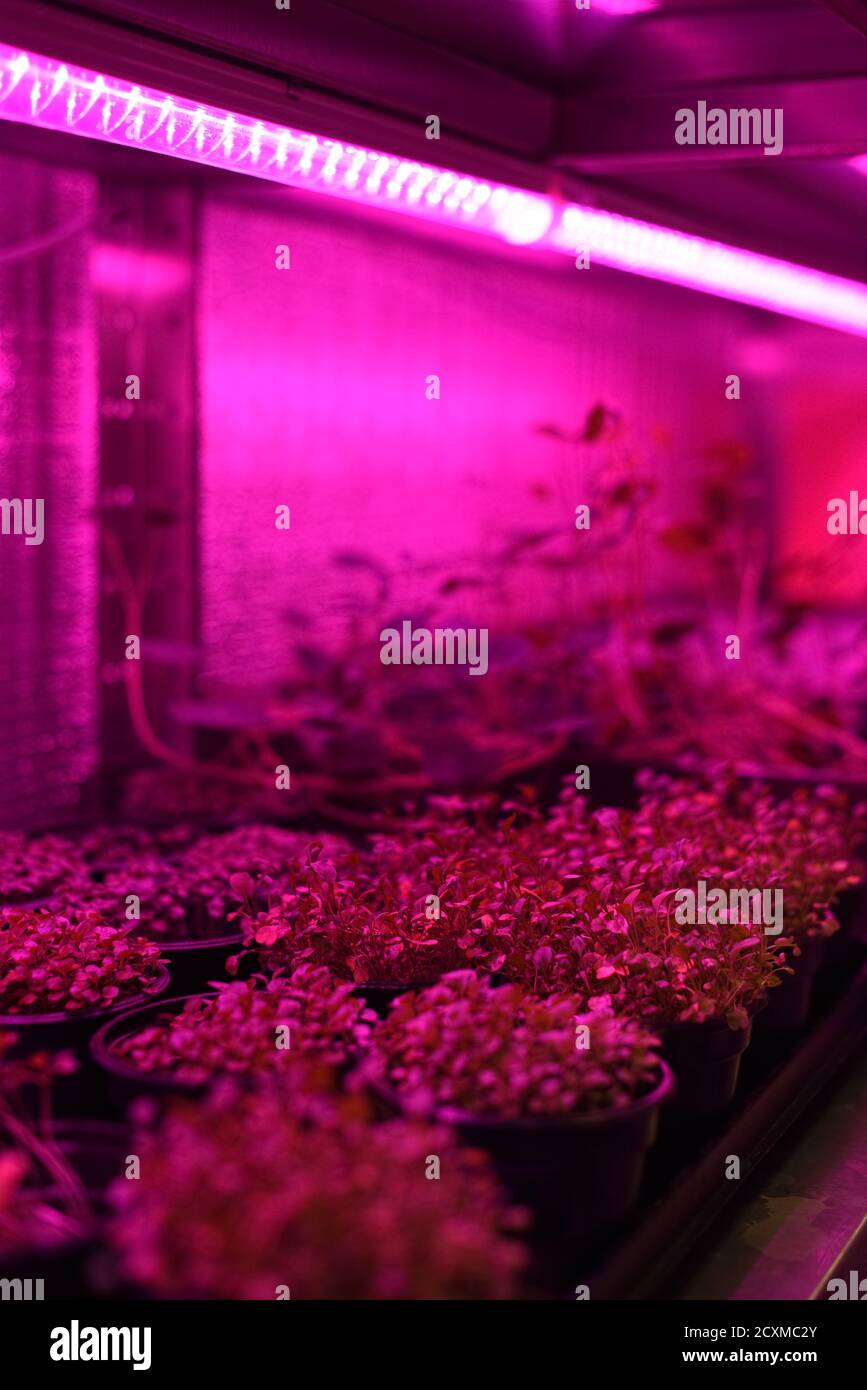 Indoor farm for microgreens growing. Containers with young plants in artificial light vertical