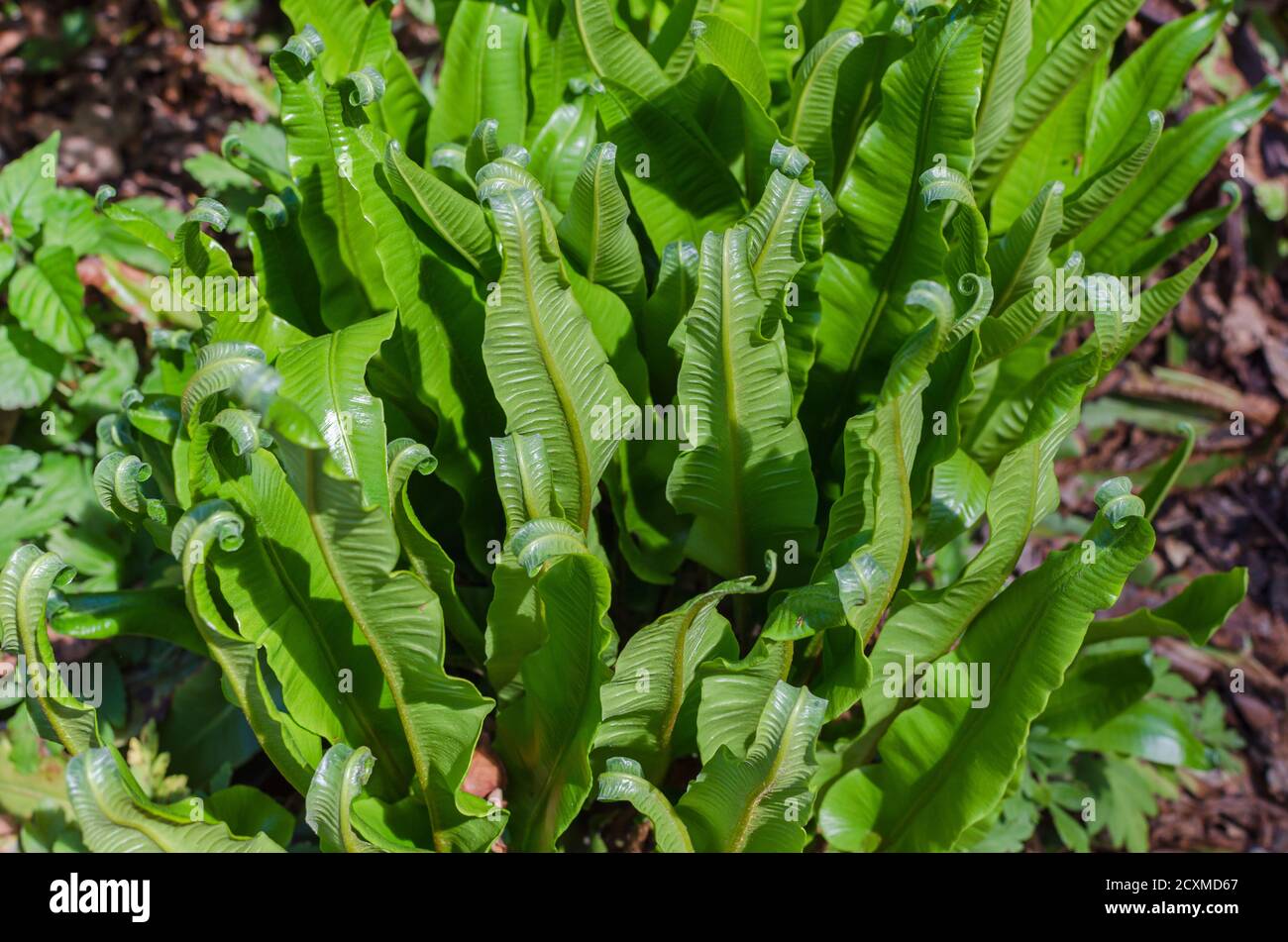 Tongue fern - Phyllitis scolopendrium in the botany in Poland. Stock Photo