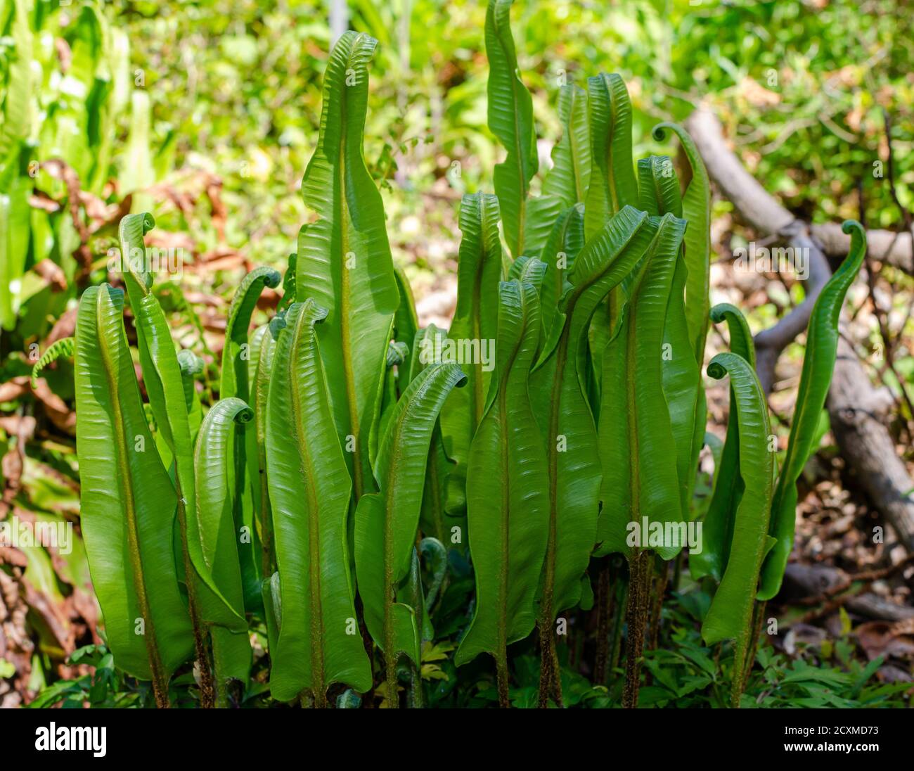Tongue fern - Phyllitis scolopendrium in the botany in Poland. Stock Photo