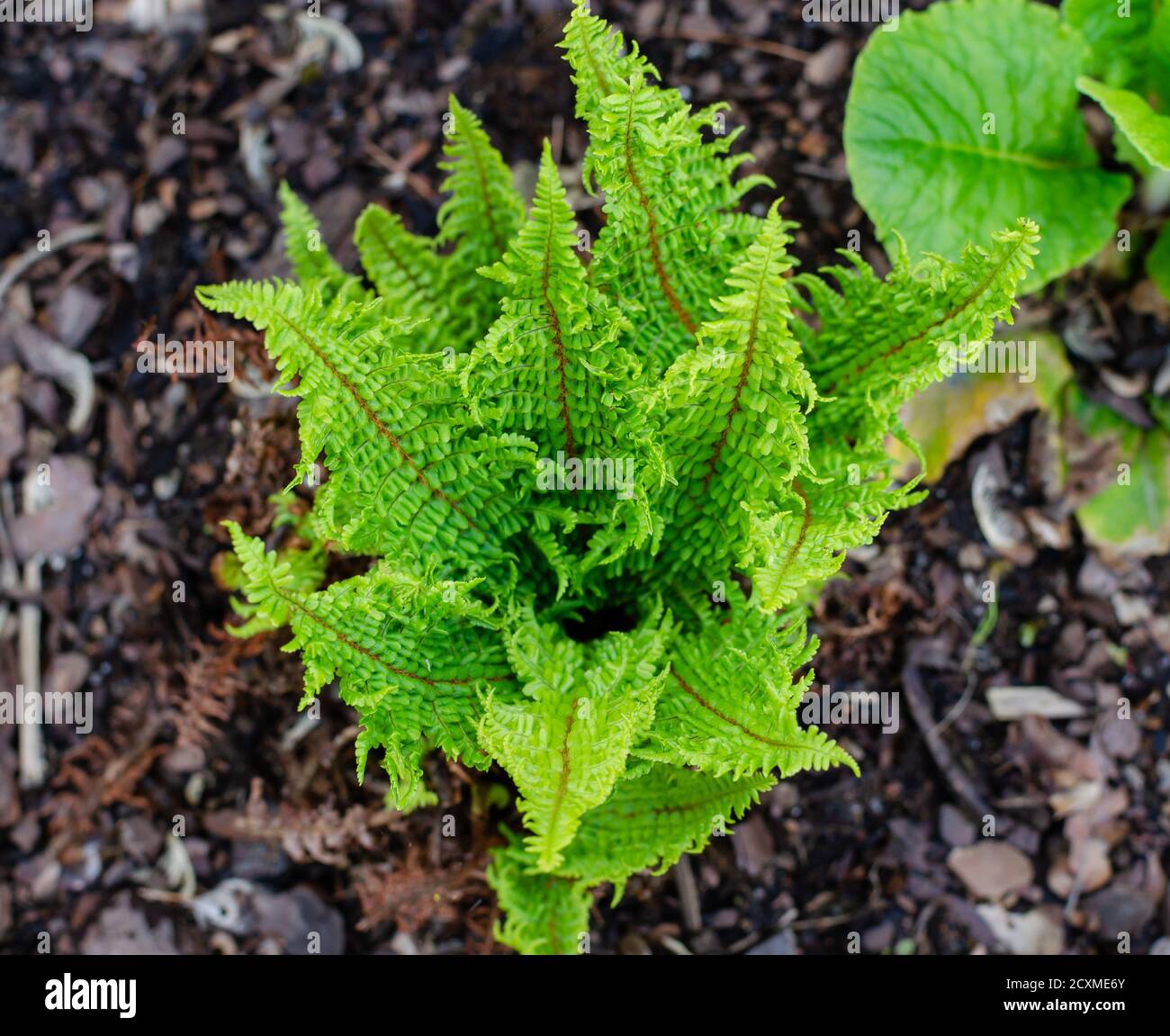 Scaly Male Fern - Dryopteris affinis 'Crispa Congesta'. Top view. Selective focus. Stock Photo