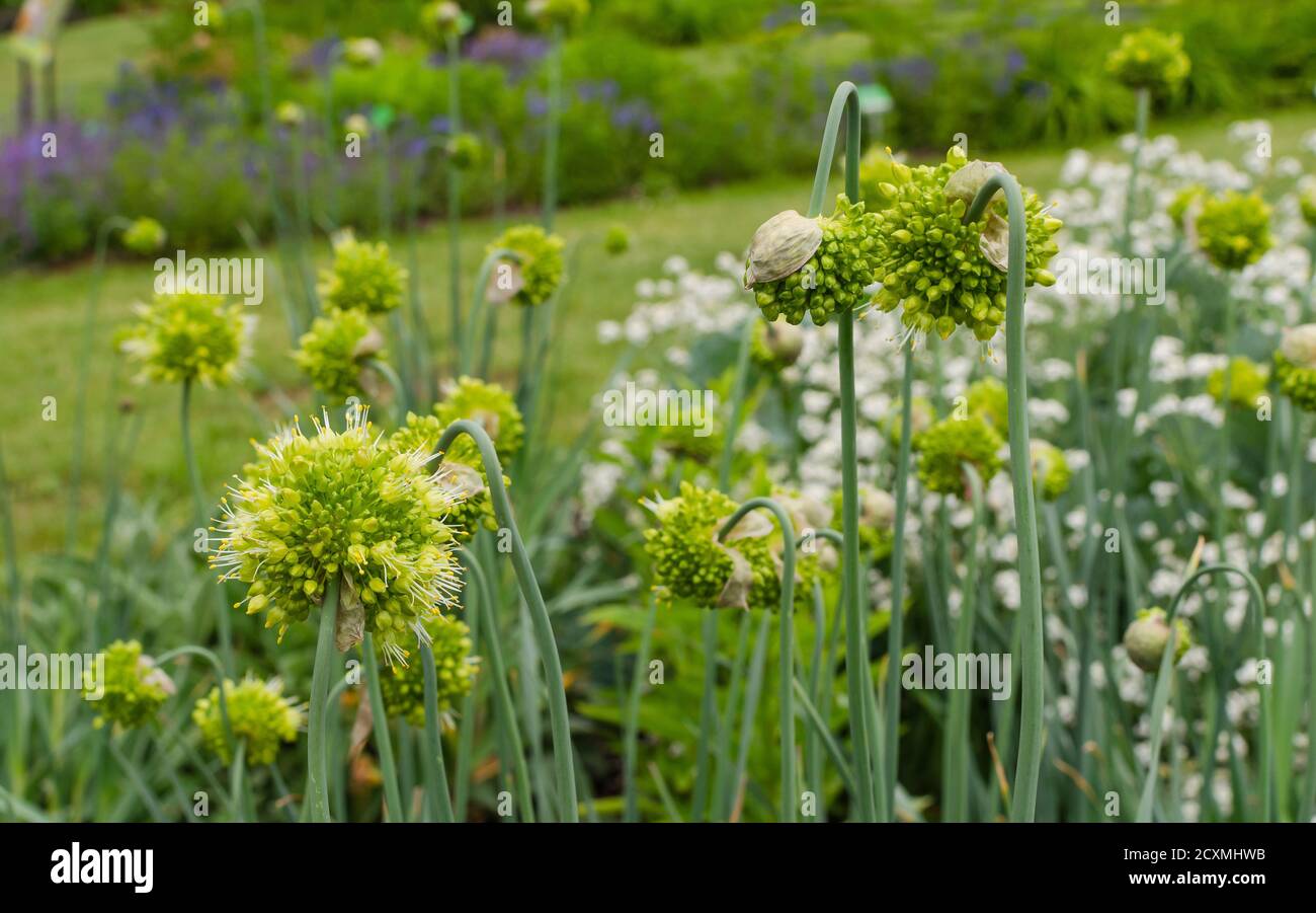 Green and yellow  flowering garlic - Allium obliquum (alliaceae) Stock Photo