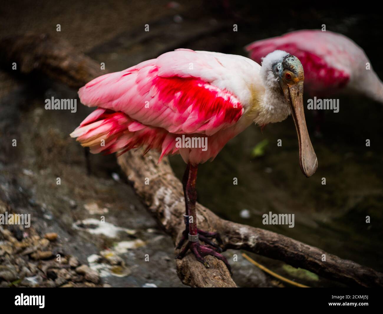 Beautiful colored spoonbill during waiting for lunch. Stock Photo