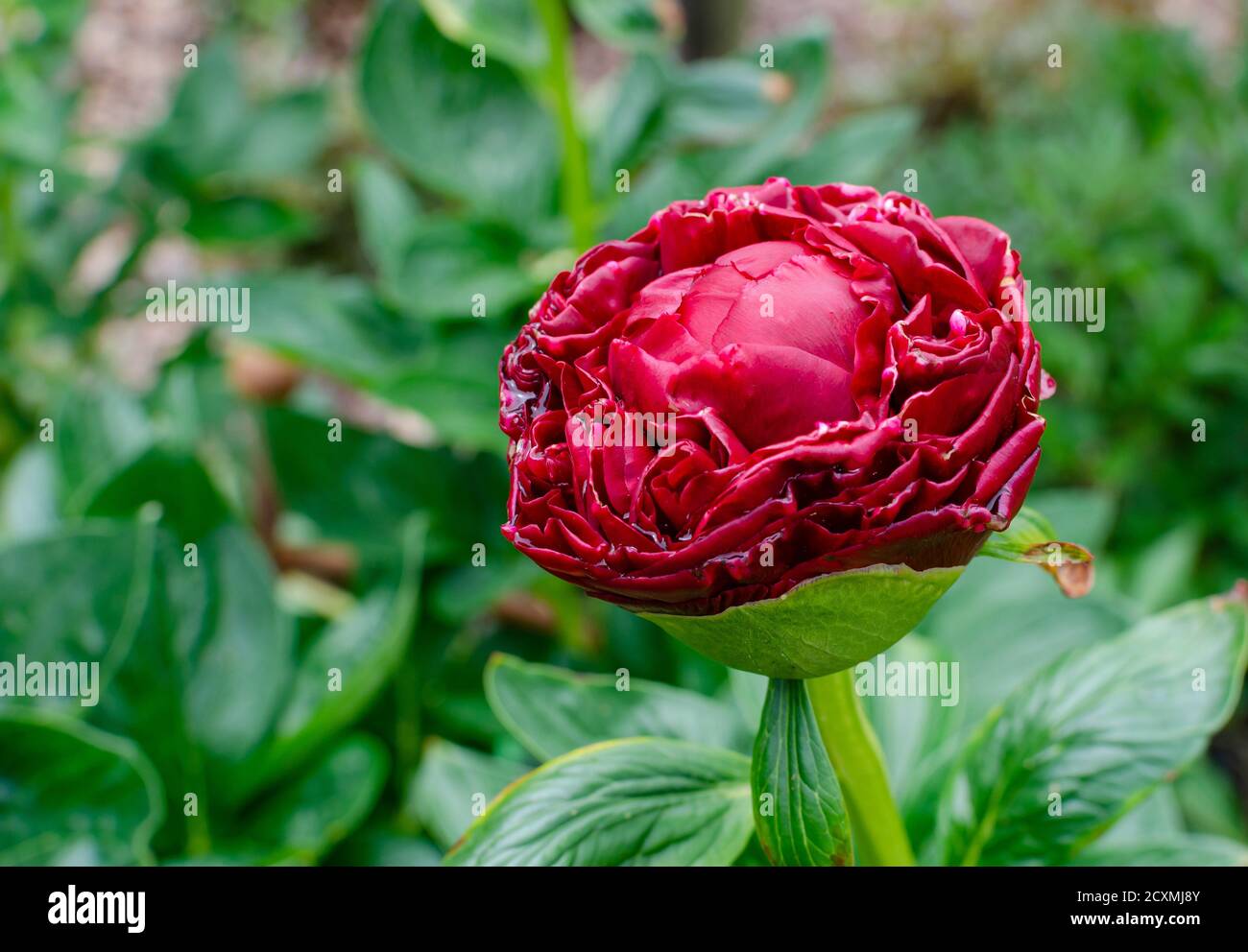 Beautiful deep red peony - Paeonia 'Henry Bockstoce', USA. Botanical garden in Poland. Stock Photo