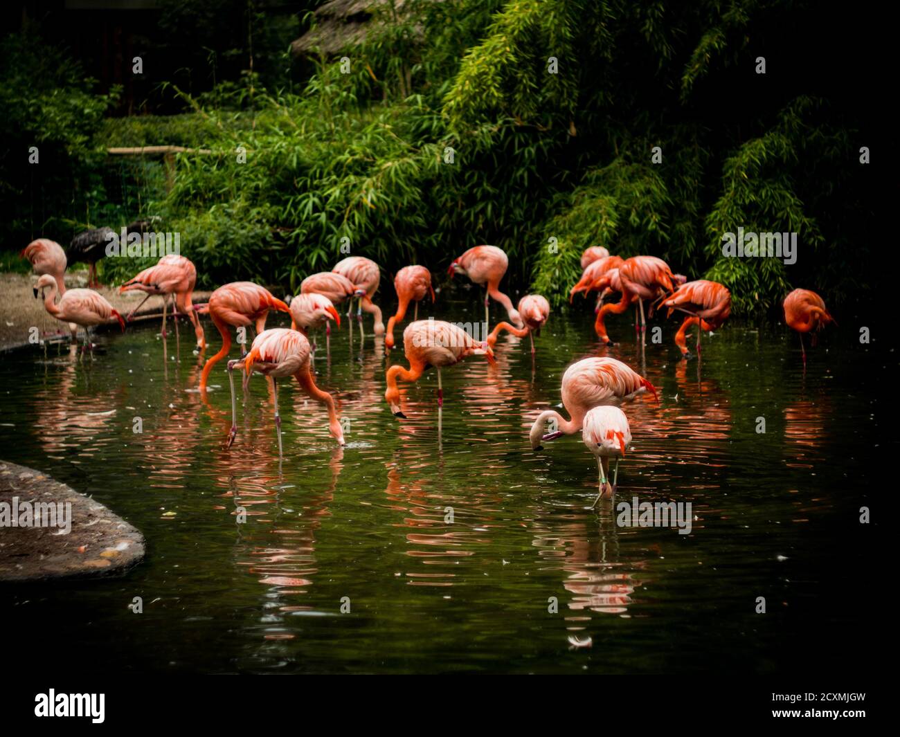 Group of flamingos in small lake. Stock Photo