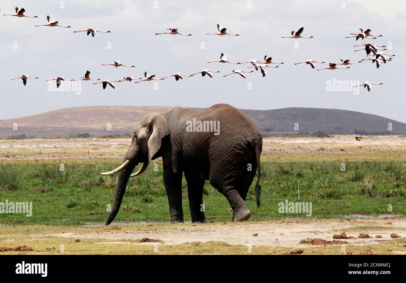 Flamingos fly over an elephant near a pond during a census at the Amboseli National Park, 290 km (188 miles) southeast of Kenya's capital Nairobi, October 9, 2013. Kenyan and Tanzanian governments are conducting a joint aerial count of elephants and other large mammals in the shared ecosystem of the Amboseli- West Kilimanjaro and Natron- Magadi landscape. The census will cover a 25,623 square kilometers area including 9,214 square kilometers of the Amboseli area, 6348 square kilometers of the Namanga-Magadi areas in south-western Kenya and 3,013 square kilometers of the West Kilimanjaro and 7, Stock Photo