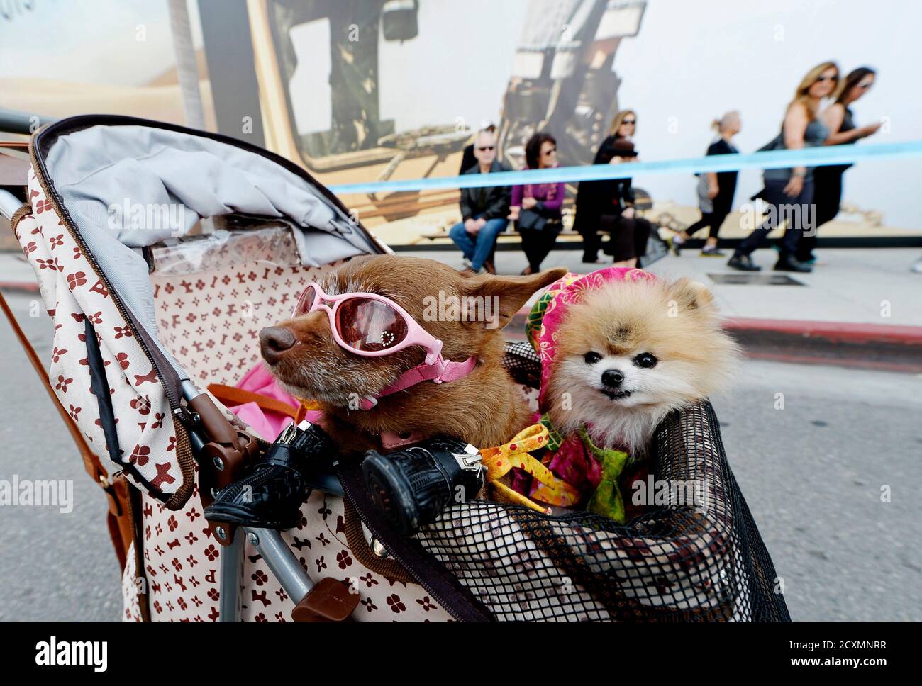 Miss Coco Puffs (L), a Chihuahua mix and Jack, a Pomeranian, ride in a  stroller on Rodeo Drive during a block party celebrating the100th  anniversary of the City of Beverly Hills, in
