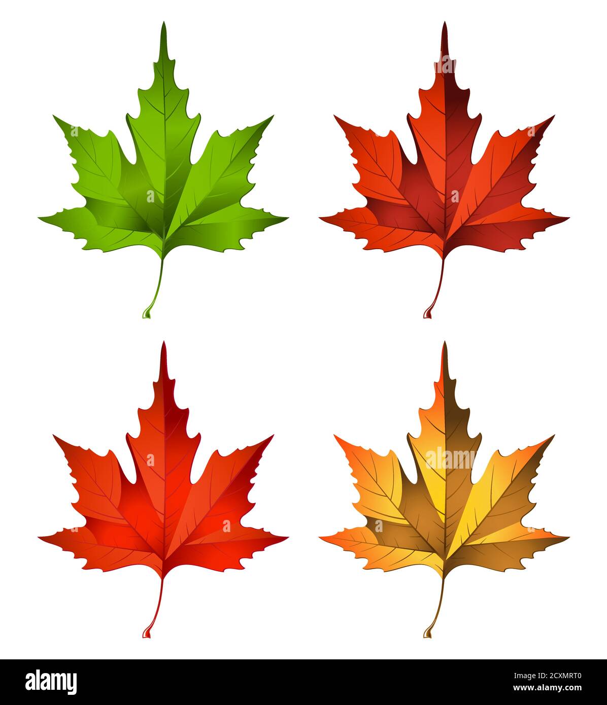 Autumn maple leaves isolated on white background Stock Vector Image ...