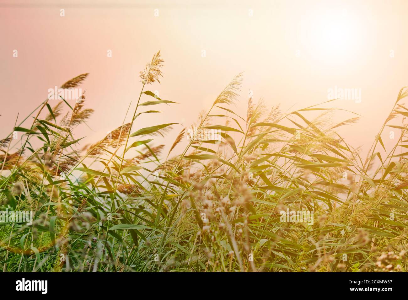 Summer background - lake reeds with panicles of seeds at sunset. Coastal landscape. Stock Photo