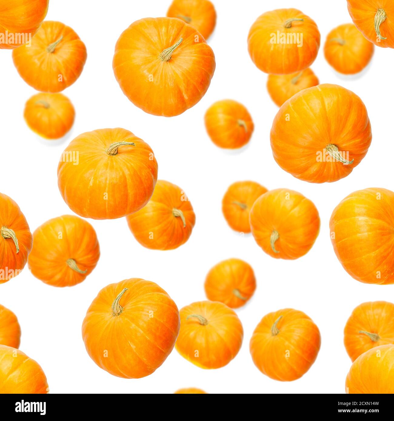 Seamless pattern with pumpkin. Autumn abstract seamless pattern made from Pumpkins on the white background. Pumpkin quality pattern. Stock Photo