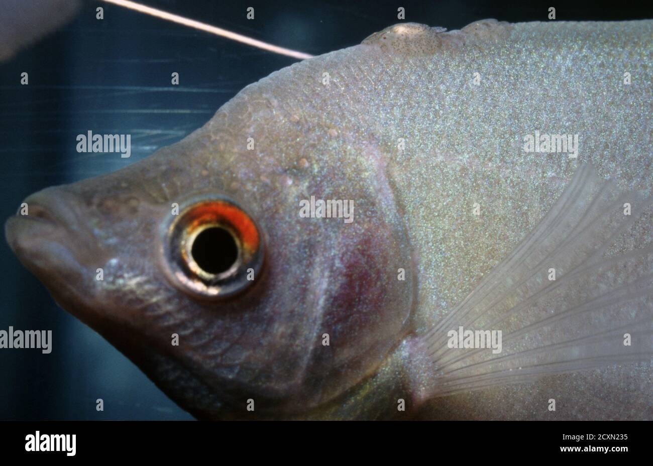 The common fish louse Argulus foliaceus (or Monoculus foliaceus) a