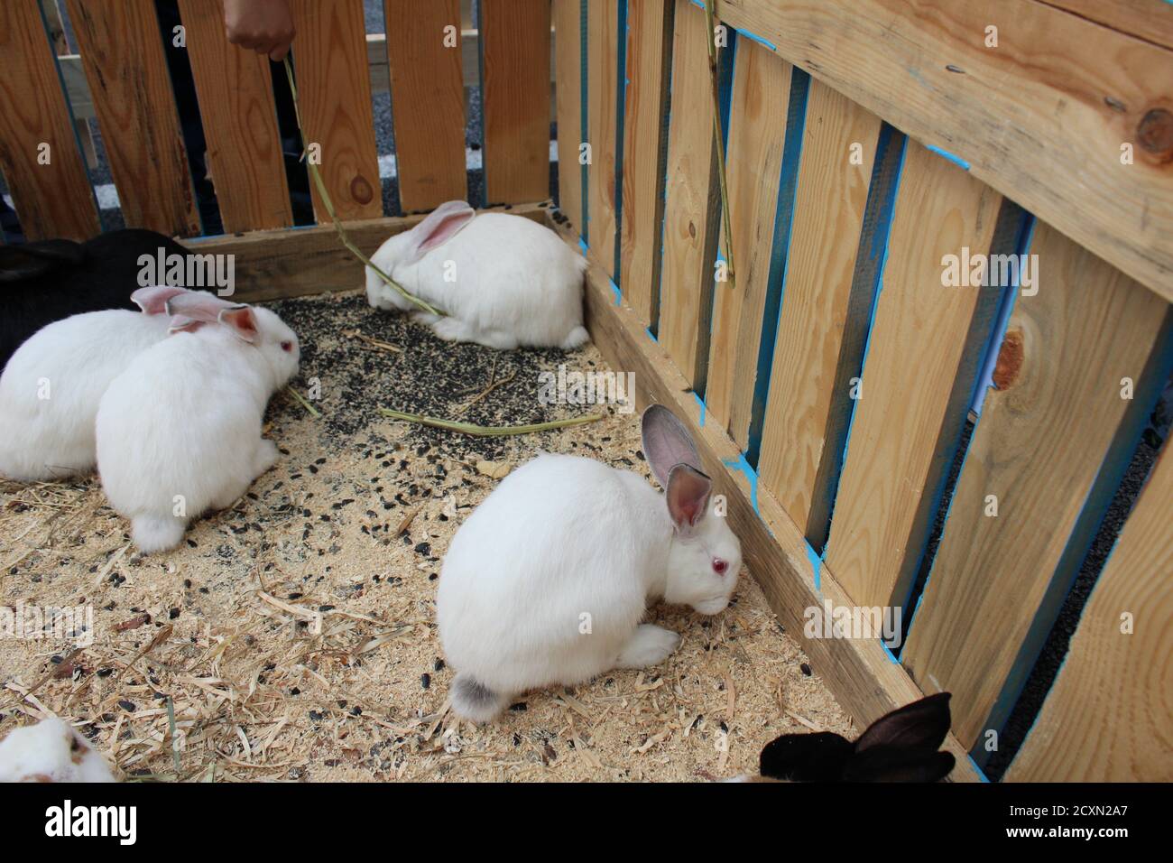three or four white or spotted rabbits are sitting in a wooden cage