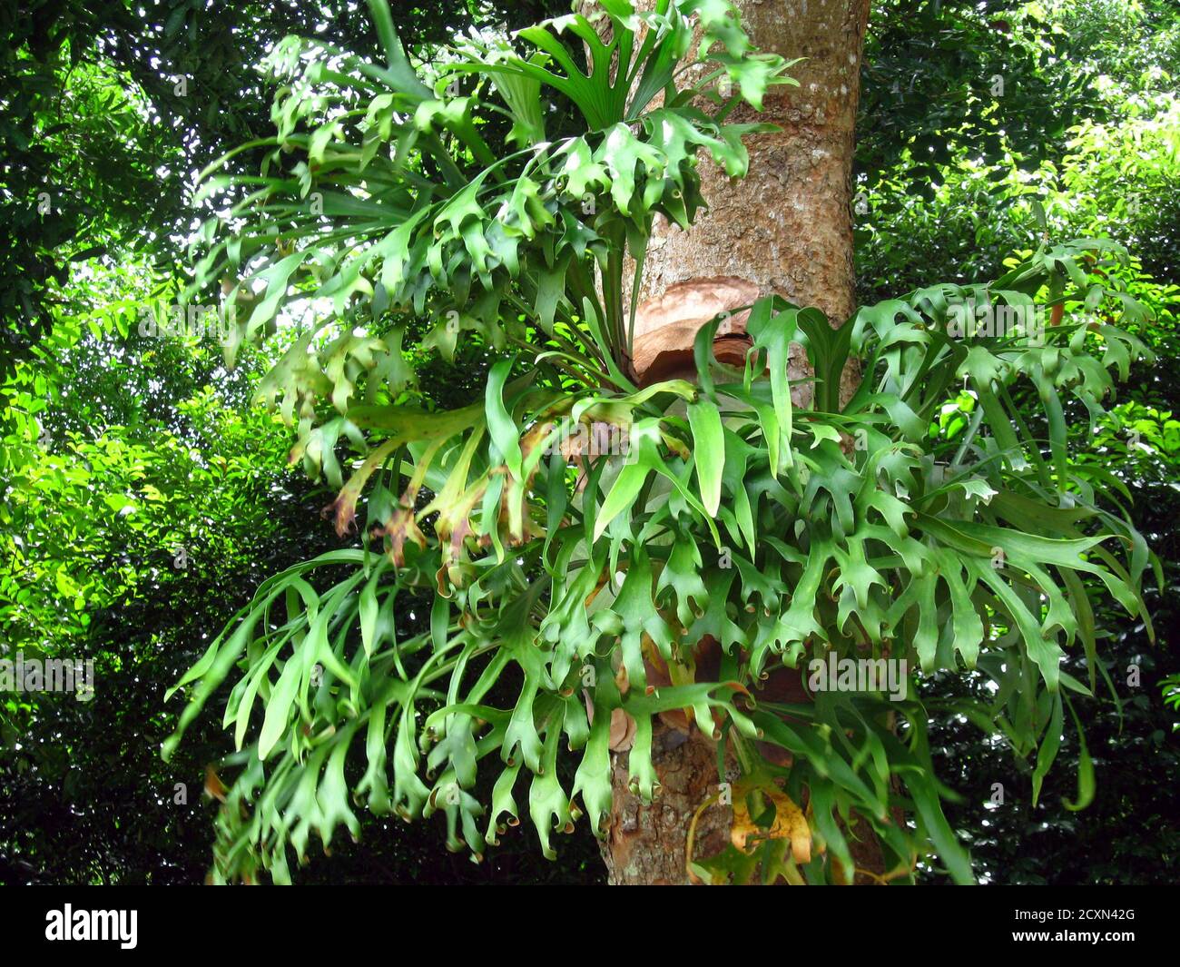 Platycerium coronarium is an epiphytic species of staghorn fern. Stock Photo