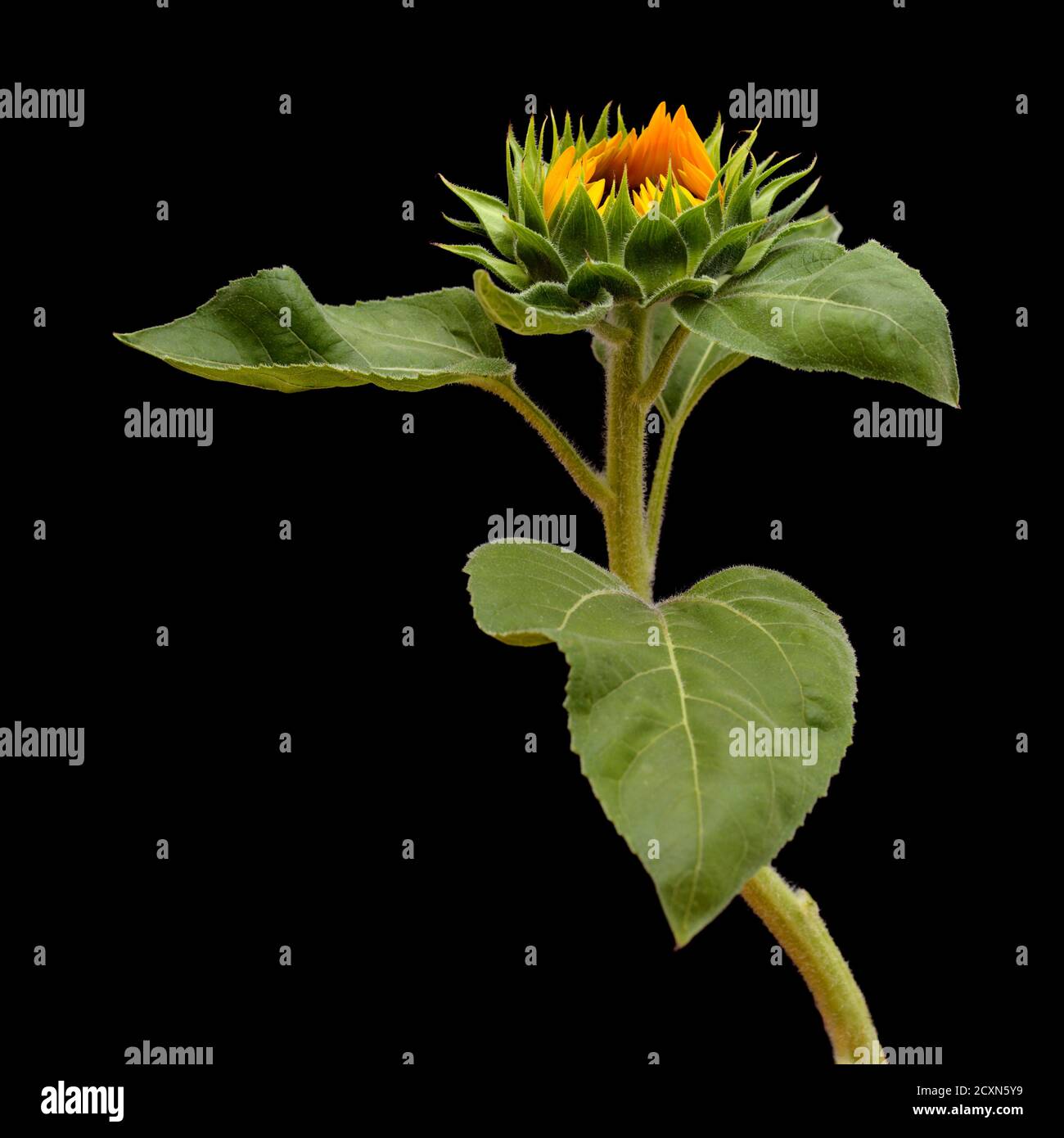 Unopened sunflower isolated on black background Stock Photo