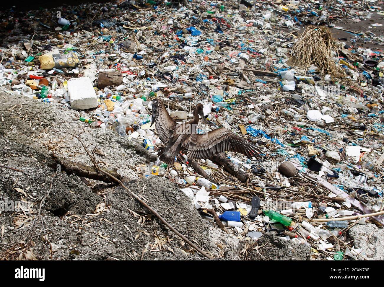 A pelican perches atop trash on a riverside in Panama City September 10,  2013. The National Association for the Conservation of Nature (ANCON)  reports that the majority of Panama City's beaches and
