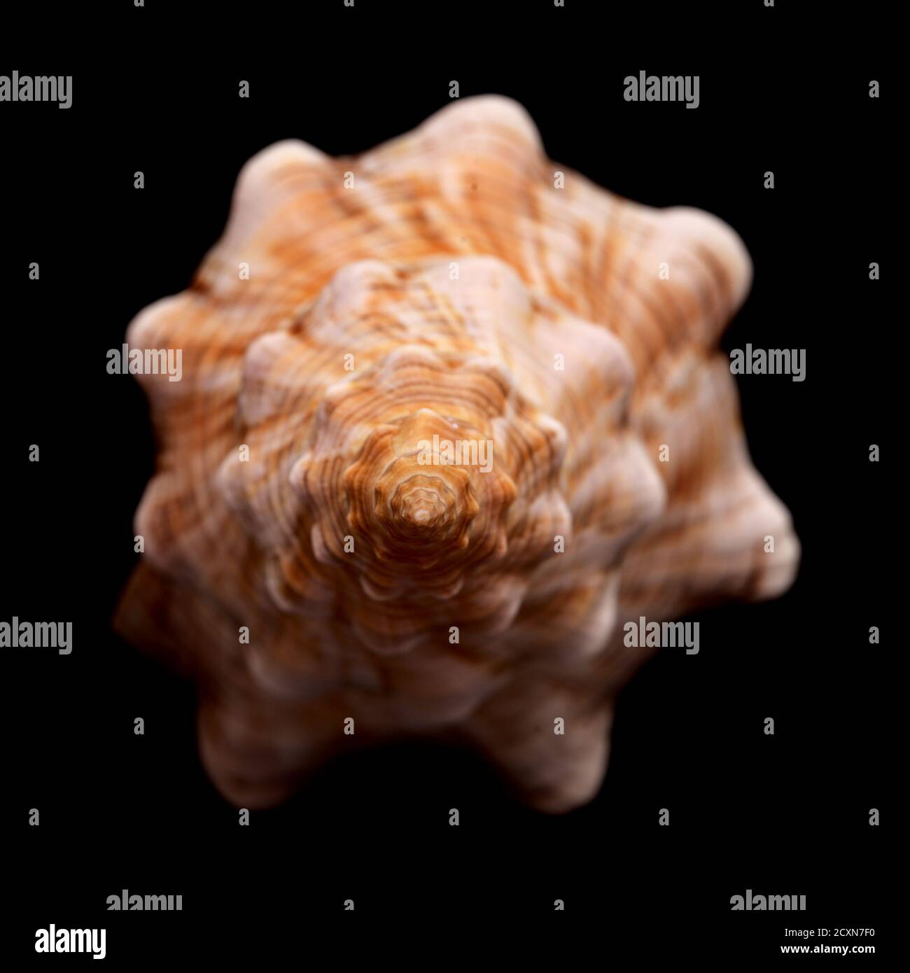 Pleuroploca trapezium, trapezium horse conch shell isolated on black Stock Photo