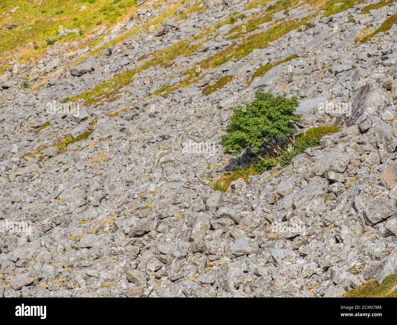 Lonely tree on the mountainside. Trail to Helvetestinden from the Bunes Beach, Norway Stock Photo