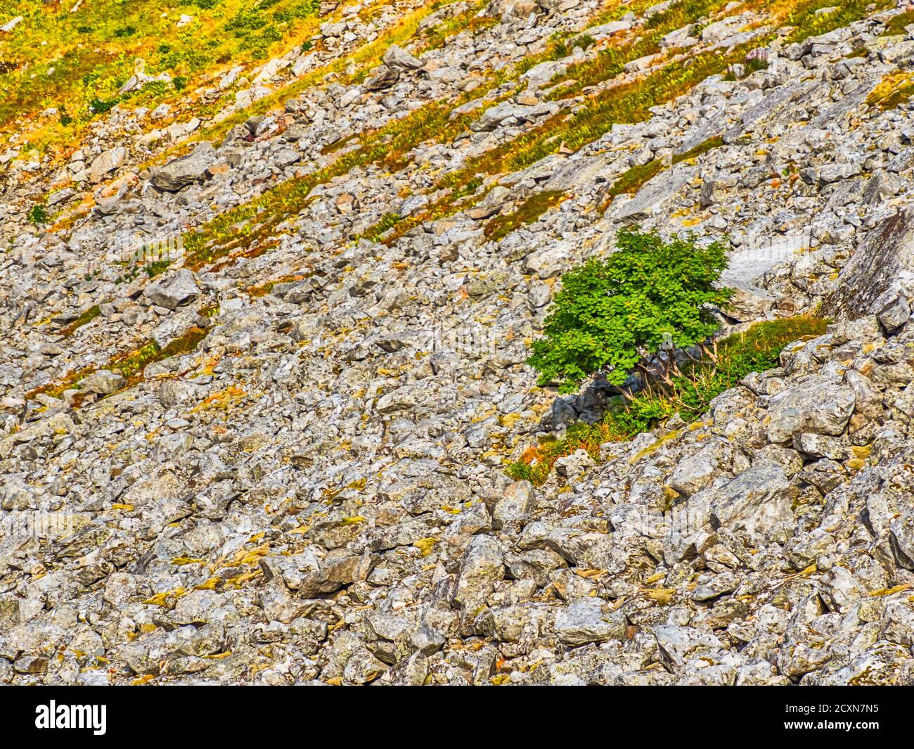 Lonely tree on the mountainside. Trail to Helvetestinden from the Bunes Beach, Norway Stock Photo