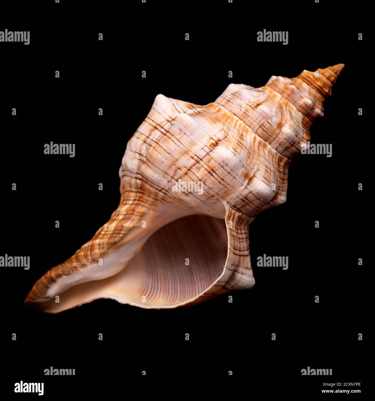Pleuroploca trapezium, trapezium horse conch shell isolated on black Stock Photo