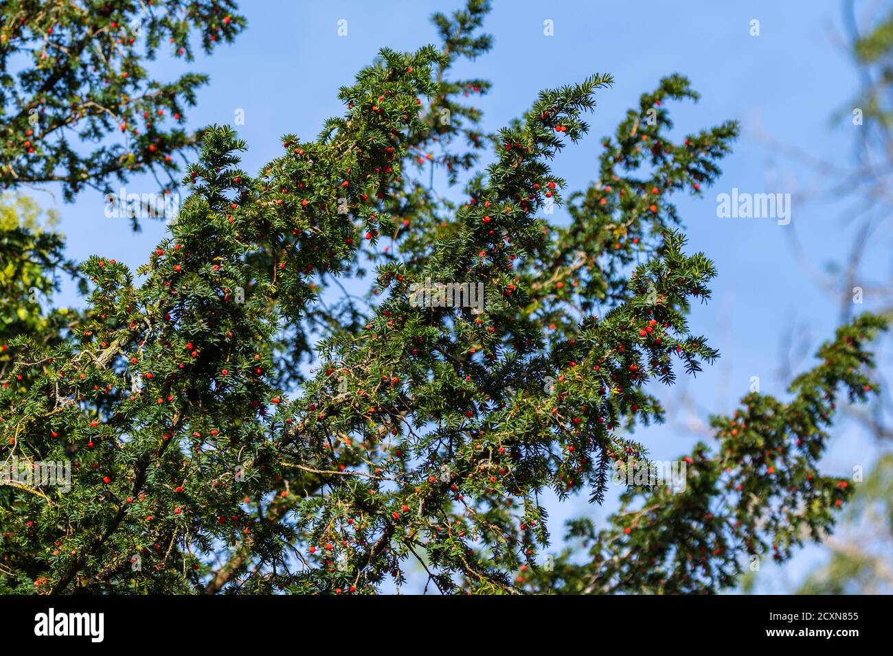 Branches from a Common Yew Tree (Taxus baccata, English Yew), an evergreen conifer tree with red fruits in Autumn in West Sussex, England, UK. Stock Photo
