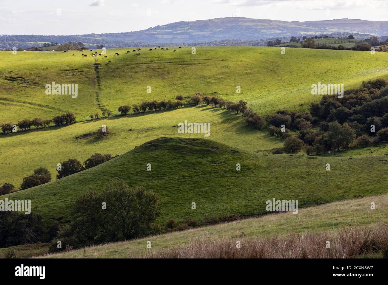 Robins Tump and the Wilderness, Shropshire Hills, near Church Stretton, Shropshire Stock Photo