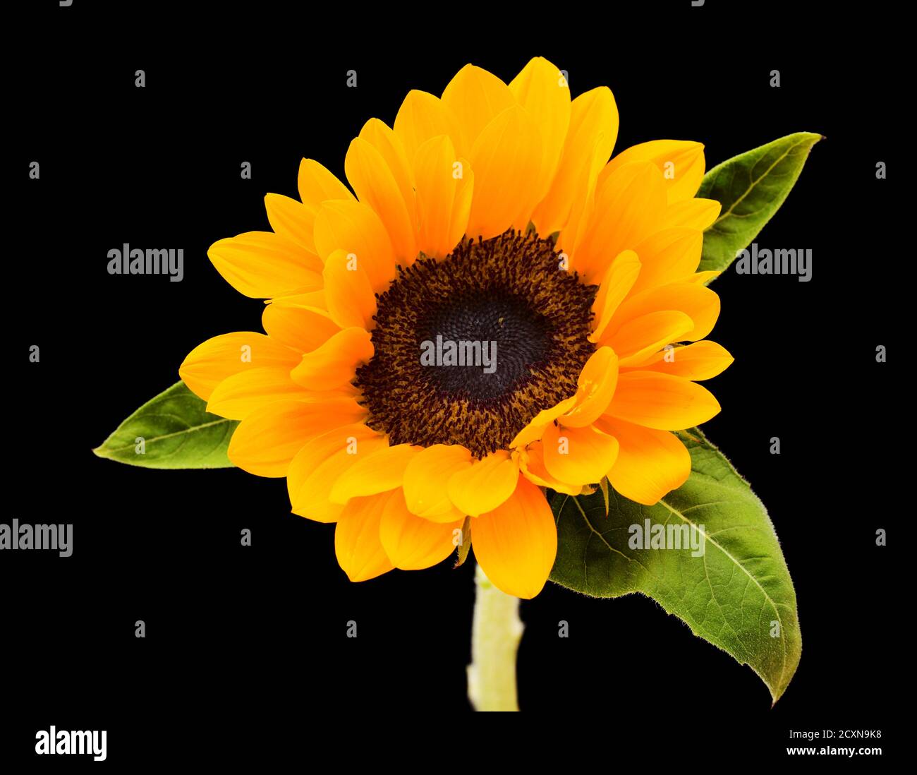 sunflower isolated on black background Stock Photo