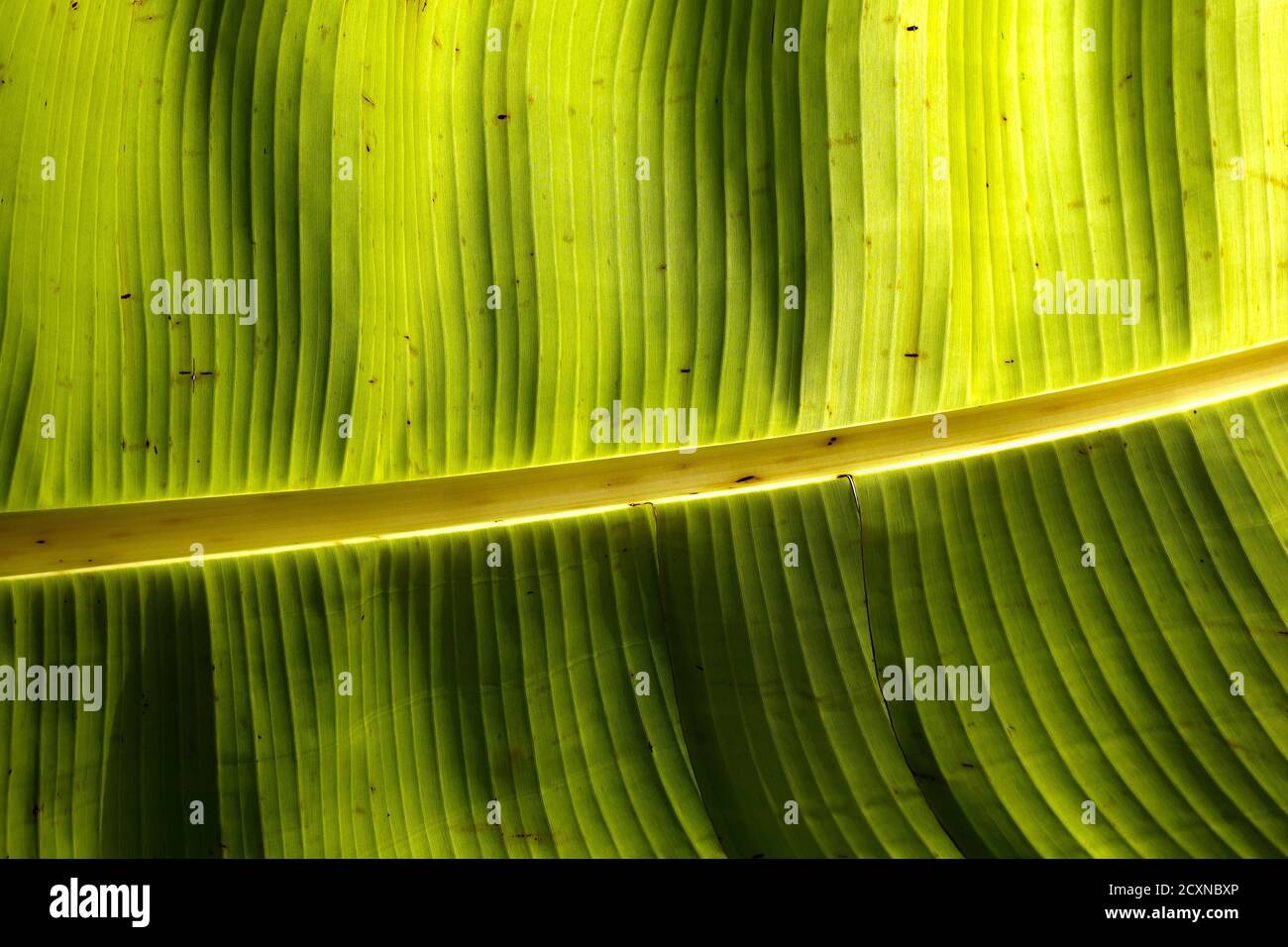 Close up banana leaf hires stock photography and images Alamy