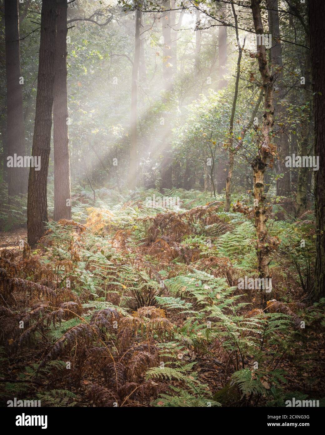 Theres a certain slant of light hi-res stock photography and images - Alamy