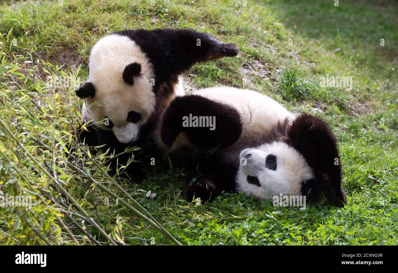 Панда живет в зоопарке. Две панды. Панда в Китае. Панды на двоих. Панда играет.