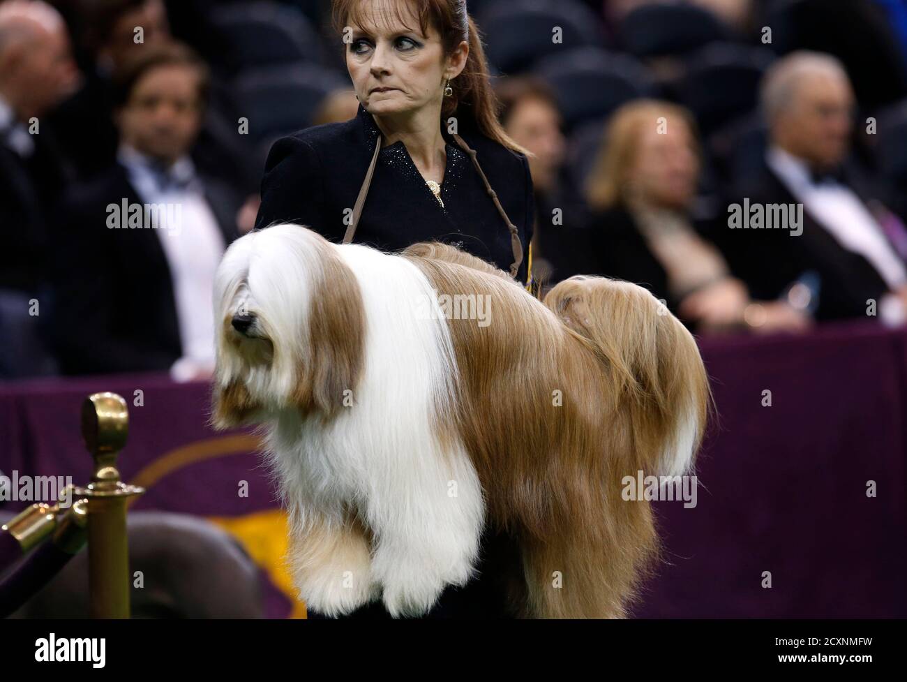 kennel club tibetan terrier