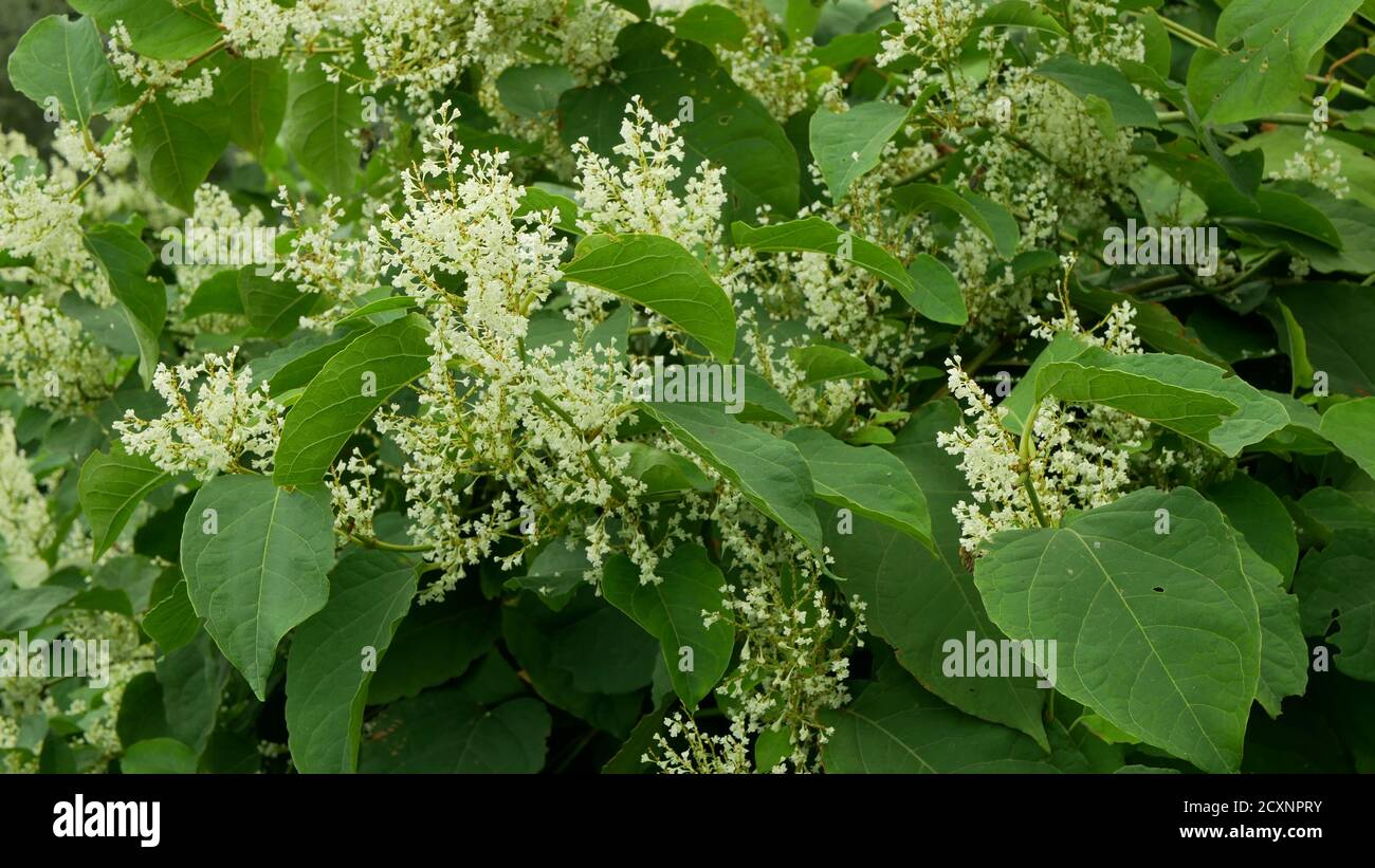 Knotweed bloom Reynoutria flower or blossom bees and Fallopia japonica Sakhalin Japanese