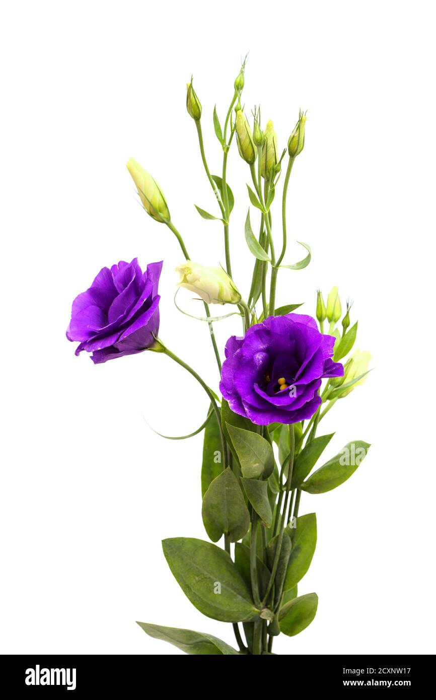 A branching stem of dark purple lisianthus isolated on white background Stock Photo