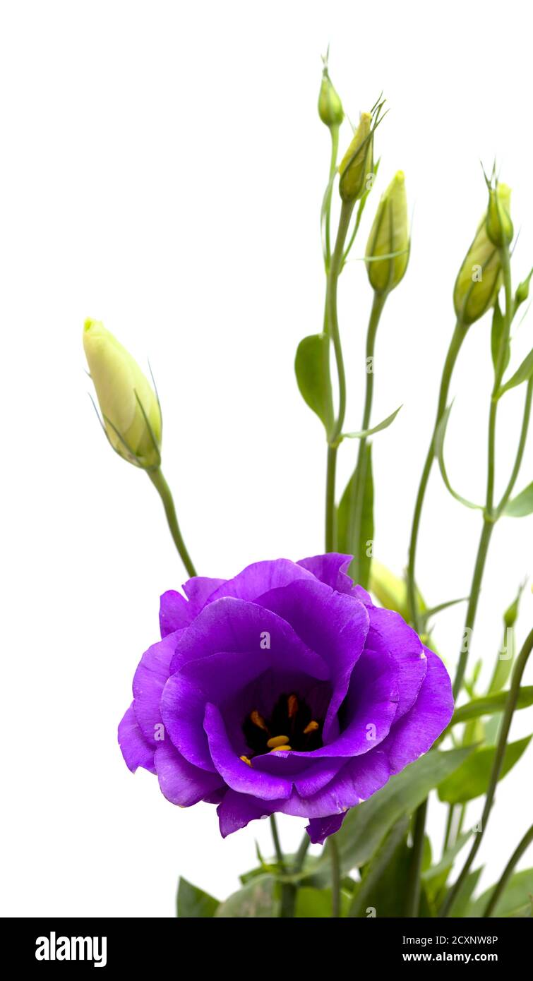 A branching stem of dark purple lisianthus isolated on white background Stock Photo