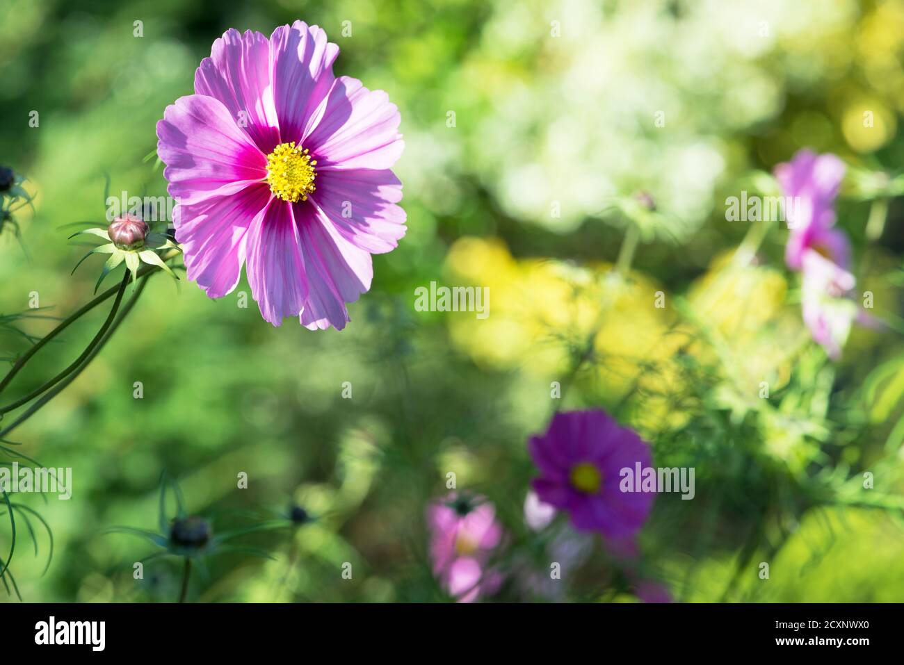 A flowering Cosmos plant in an english garden in September. UK Stock Photo