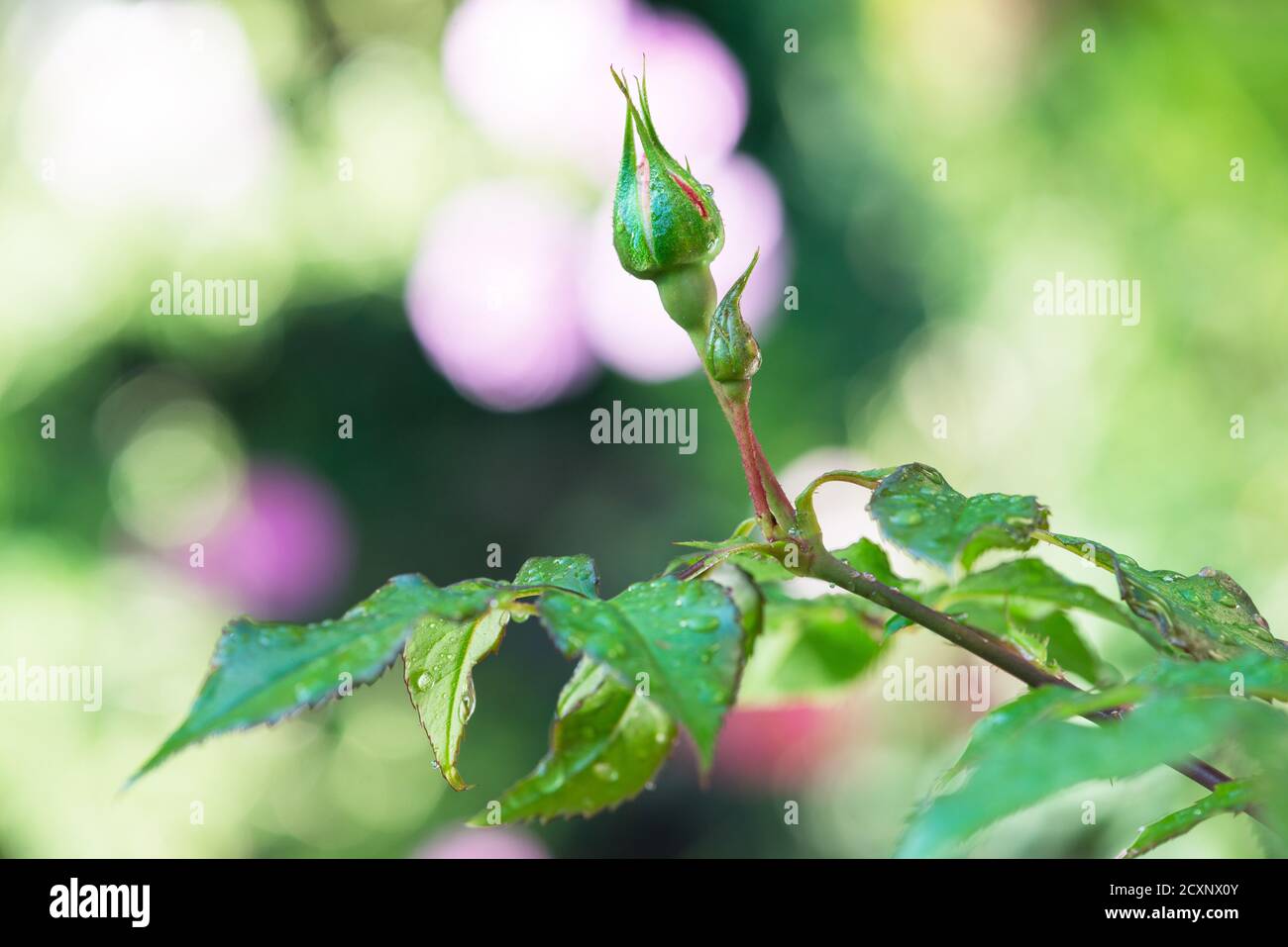 A new Rose bud about to bloom in an english garden in spring Stock Photo