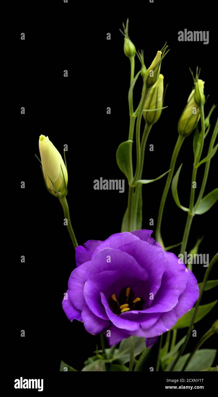 A branching stem of dark purple lisianthus isolated on black background