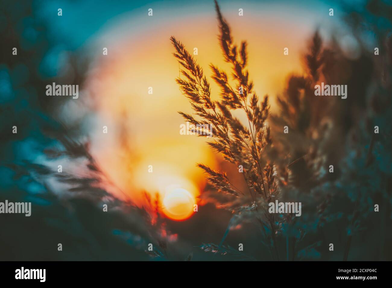 Summer Dry Autumn Grass In Sunset Sunrise Sunlight. Meadow Landscape In ...