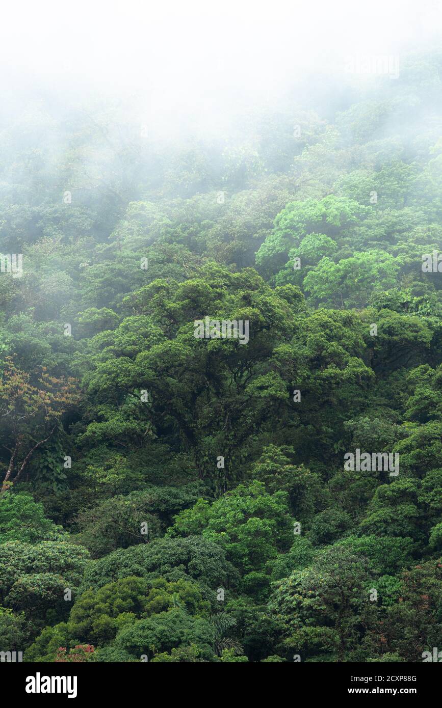 Monteverde Cloud Forest Costa Rica Rainforest cloudy jungle hill wet moist moss covered trees mist fog Stock Photo