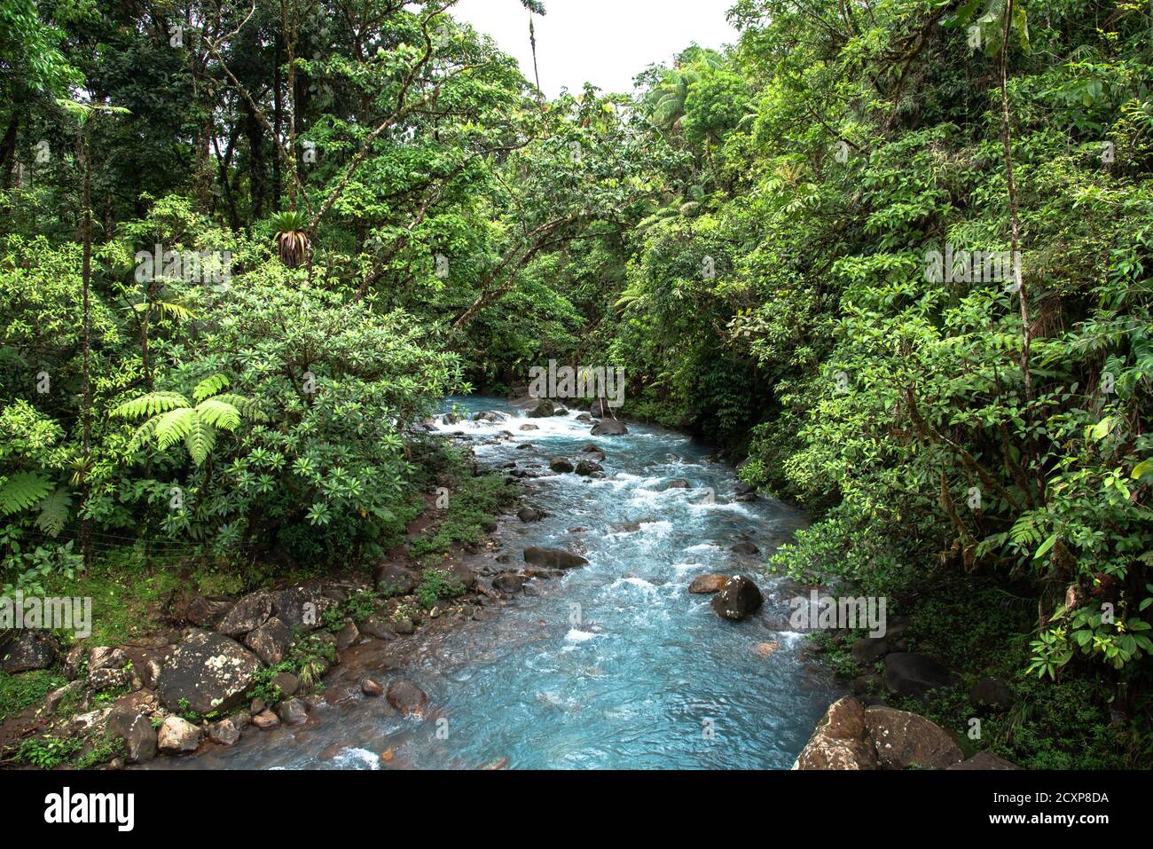 Rio Celeste, blue turquoise colored river, stream in Costa Rica in a overgrown vegetated moist wet Rainforest in Central America Stock Photo