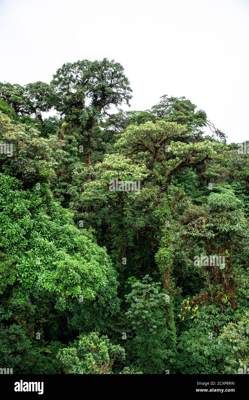 Monteverde Cloud Forest Costa Rica Rainforest cloudy jungle wet moist moss covered trees Stock Photo