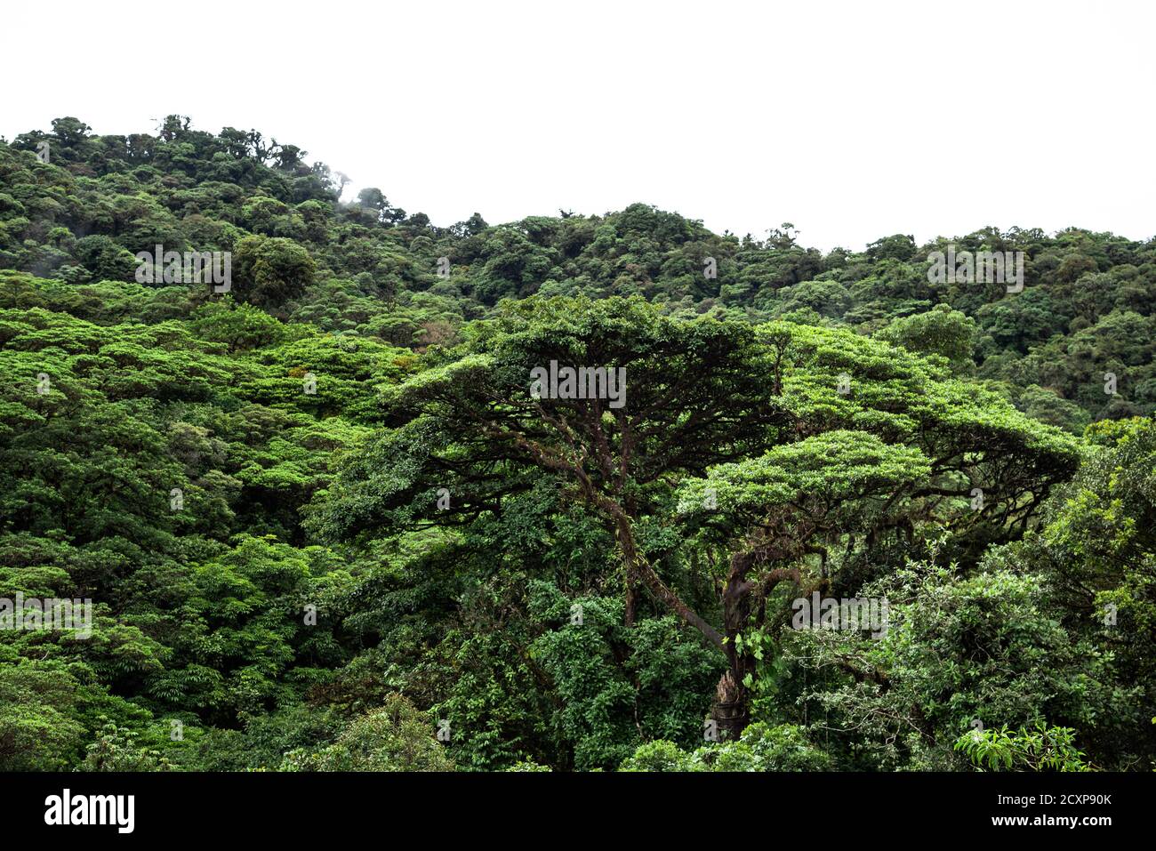 Monteverde Cloud Forest Costa Rica Rainforest cloudy jungle wet moist moss covered trees Stock