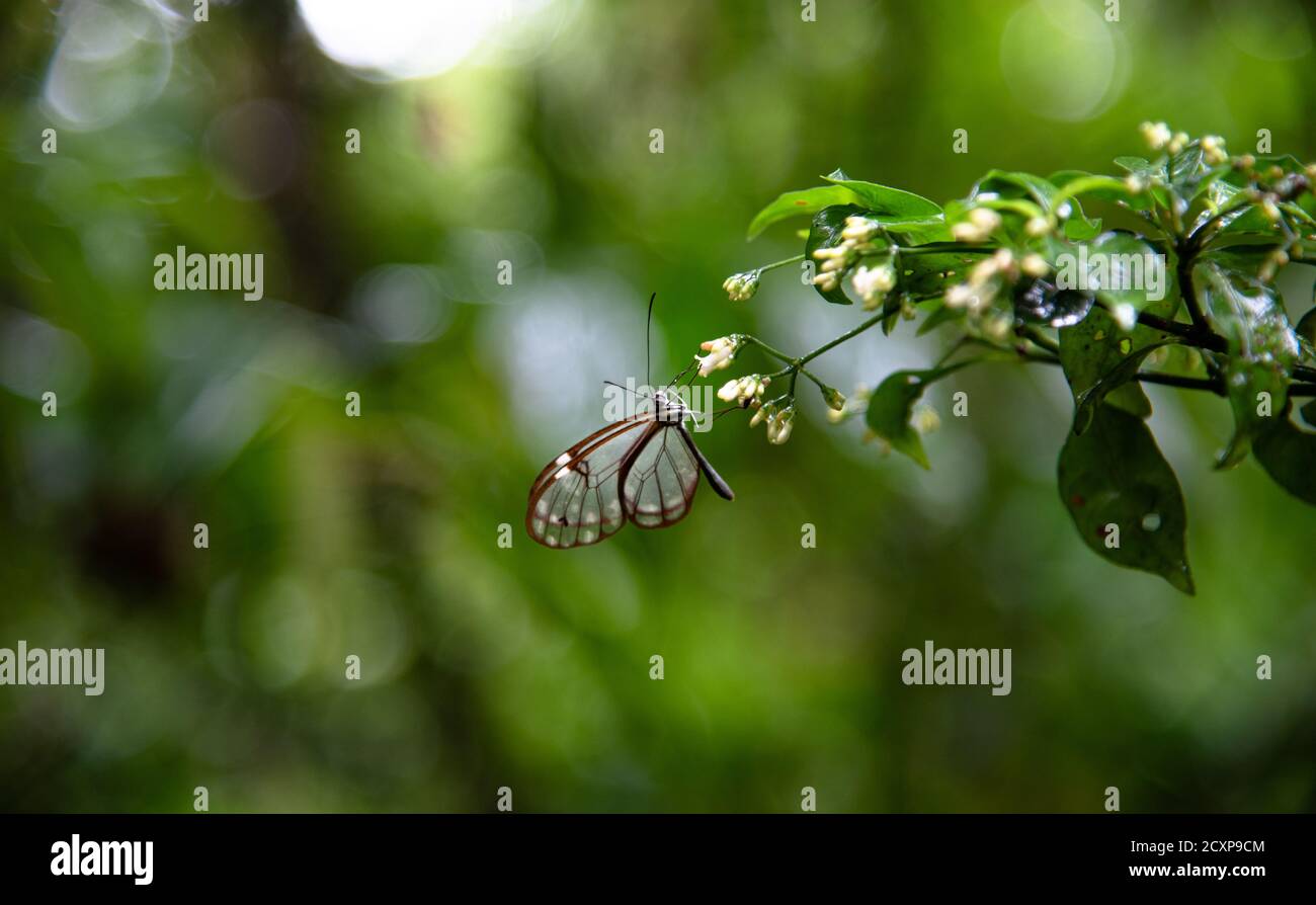 Glasswing Butterfly Greta Oto brush footed transparent butterfly sitting on a flower blossom in Costa Rica Monteverde Cloud forest Rainforest jungle Stock Photo