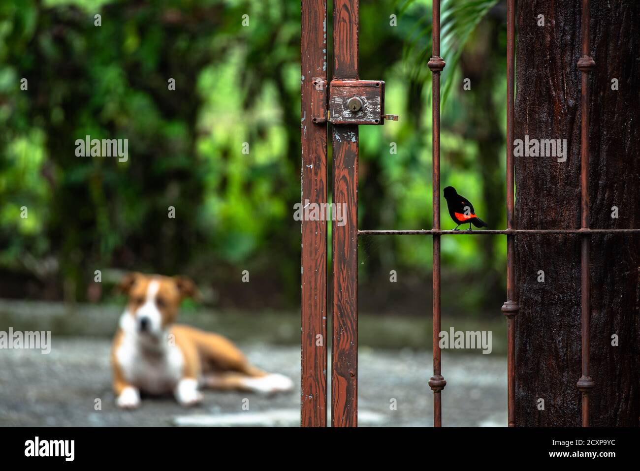 Cheeky bird, funny Cherrie's tanager provokes guarding dog sitting on rusty iron gate, Ramphocelus passerinii costaricensis, scarlet rumped tanager Stock Photo