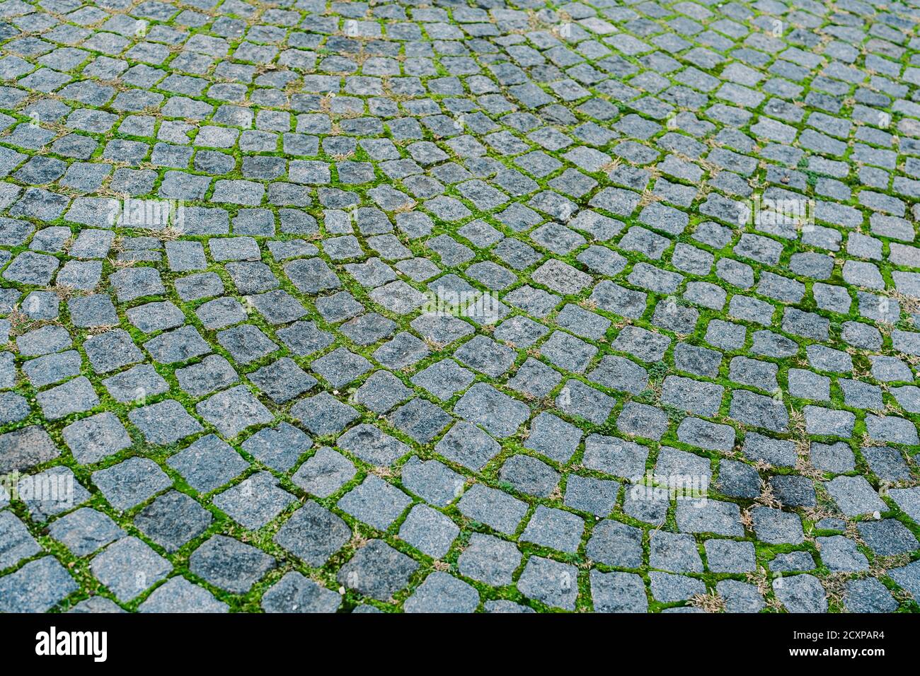 Paving stones with moss. Closeup of paving stones with green young