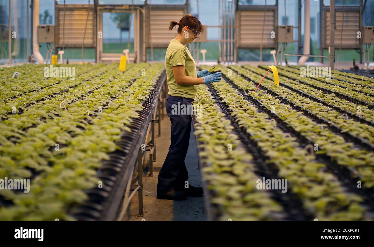 Medicago nicotiana benthamiana hires stock photography and images Alamy