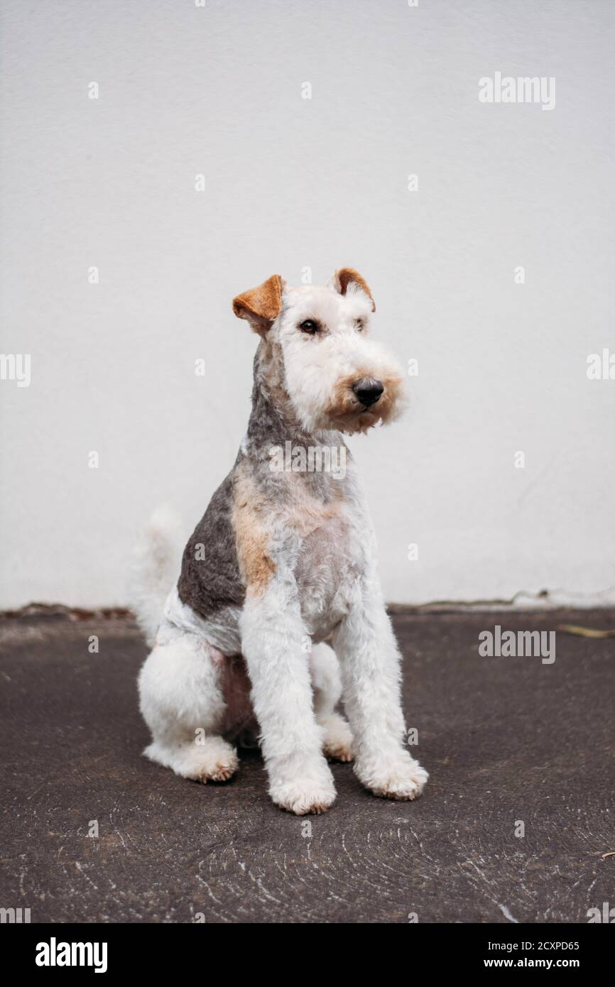 Wire Haired Fox Terrier sitting and staying Stock Photo - Alamy