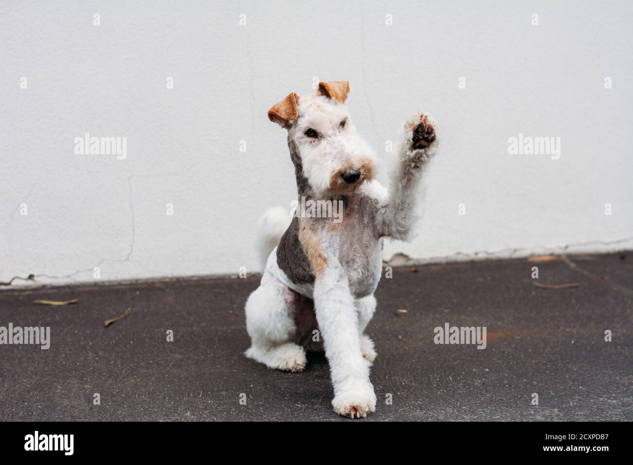 Wire Haired Fox Terrier raising paw to shake hands or high five Stock Photo